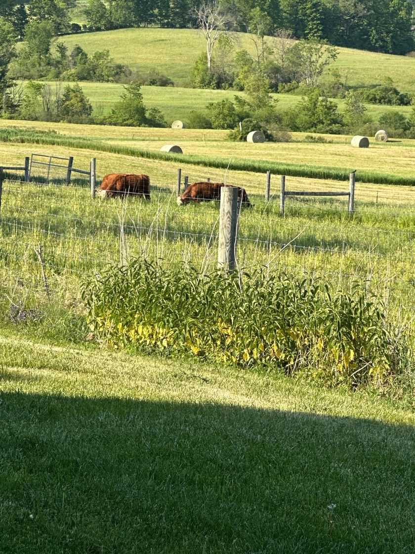 Paddock rotation, late summer