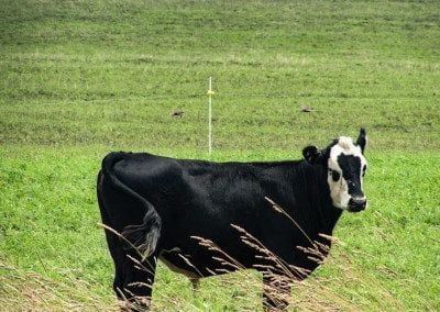 A black baldy in tall grass