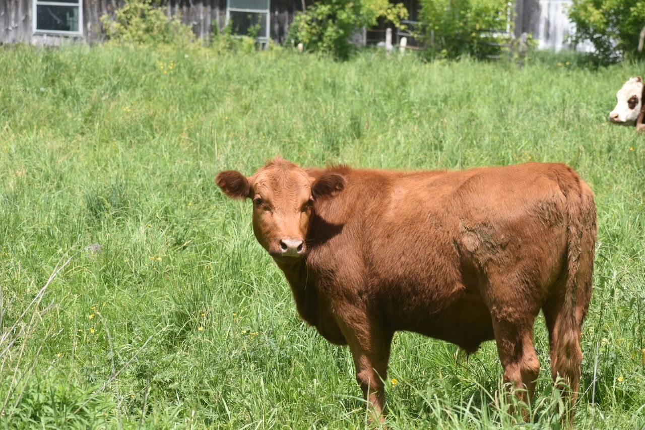 Cattle on pasture