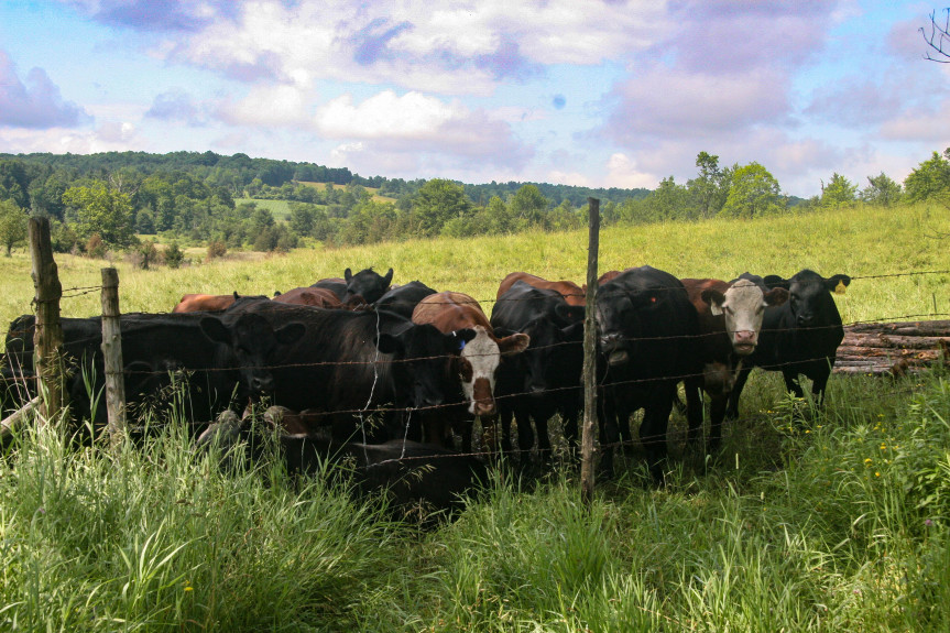 The herd at the fence line, midsummer