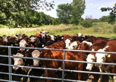 Herefords crowding the gate