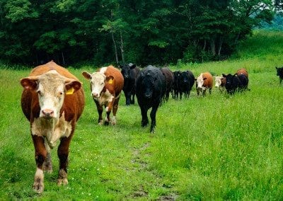 Natural Beef Producers